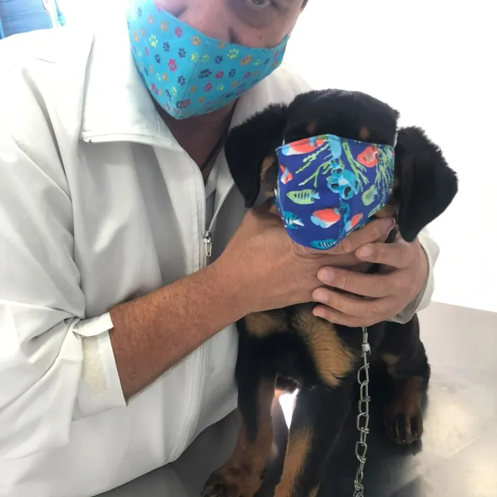 Dr. Emerson cuidando de um cãozinho