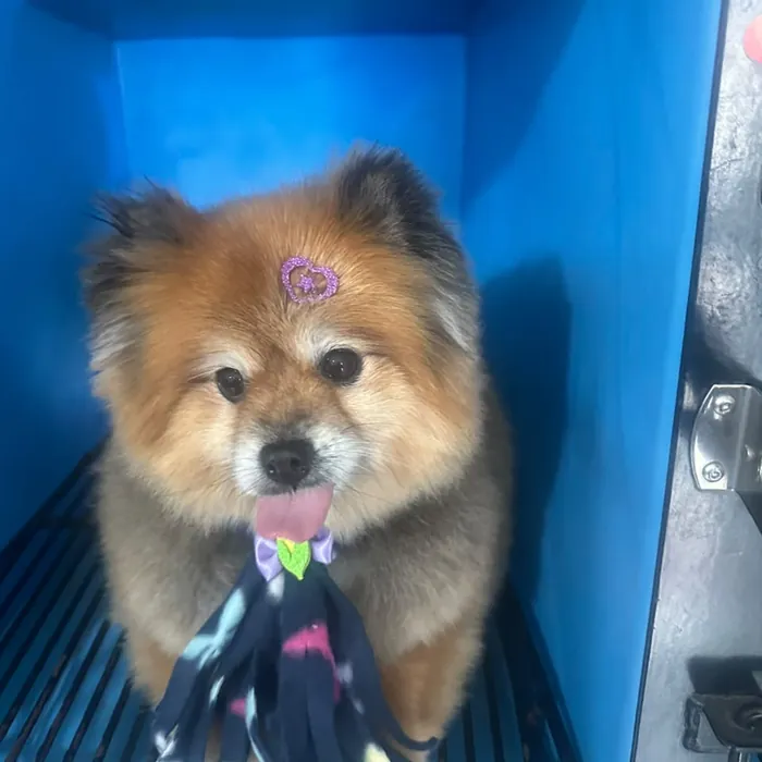 Pet atendido na Clínica Veterinária Morro Azul